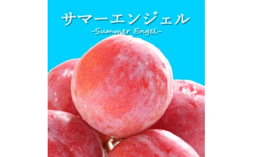 山梨県オリジナル品種の完熟すもも「サマーエンジェル」舌の上でとろけるなめらかな果肉【1203987】