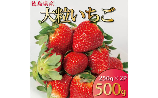 【 先行予約 】 いちご 500g  2 品種 250g 各 1パック スターナイト 天使のいちご 紅ほっぺ やよい姫 苺 ストロベリー 新鮮 果物 フルーツ デザート スイーツ おやつ お菓子 洋菓子 ケーキ ゼリー ジュース ジャム アイス シャーベット スムージー ヨーグルト クレープ タルト フルーツサンド ギフト プレゼント お取り寄せ グルメ 冷蔵 送料無料 阿波市 徳島県 はに農園