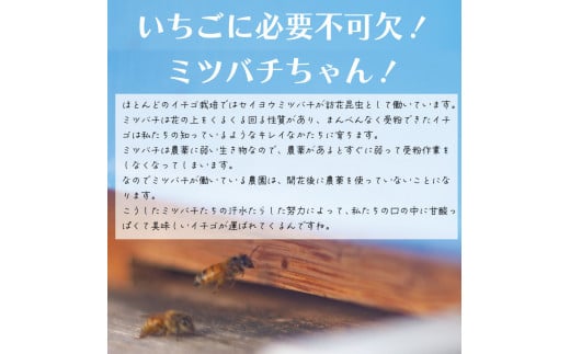 【 先行予約 】 いちご 500g  2 品種 250g 各 1パック スターナイト 天使のいちご 紅ほっぺ やよい姫 苺 ストロベリー 新鮮 果物 フルーツ デザート スイーツ おやつ お菓子 洋菓子 ケーキ ゼリー ジュース ジャム アイス シャーベット スムージー ヨーグルト クレープ タルト フルーツサンド ギフト プレゼント お取り寄せ グルメ 冷蔵 送料無料 阿波市 徳島県 はに農園