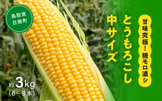 甘味究極！ 糖モロ濃シ 中サイズ 3kg(6～9本)【とうもろこし】朝どれ直送 スイートコーン 産地直送 【配送不可地域：北海道・東北・沖縄・離島】 鳥取県日南町 星の農園