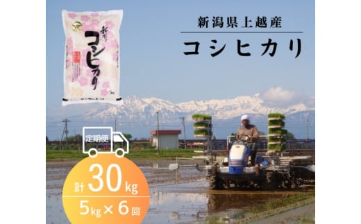 【先行予約】令和6年 新米 新潟上越産コシヒカリ 定期便 【6ヶ月連続お届け】5kg×6回 30kg  新潟 米 新潟県 こしひかり 限定 おすすめ