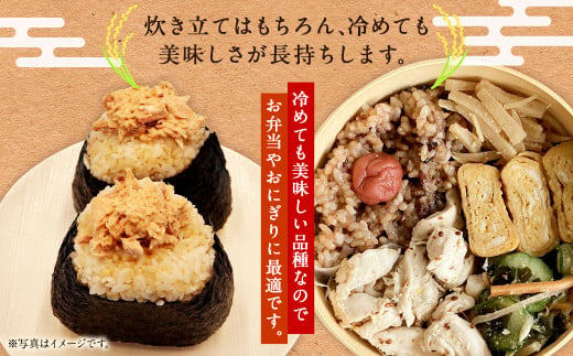 〈令和6年産〉 浦臼産 ななつぼし 玄米 10kg×1袋