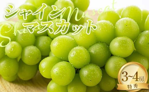 【令和7年産先行予約】 シャインマスカット 2kg以上 (3～4房入り 特秀) 《令和7年9月上旬～発送》 『NOWAフルーツ』 マスカット ぶどう 種なし 果物 フルーツ デザート 山形南陽産 山形県 南陽市 [2247]