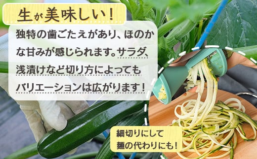 11月上旬～発送【産地直送】中神農園の ズッキーニ 約2kg (10～12本) 新鮮 野菜 夏 やさい 煮る 炒める 生食 ミネラル ビタミンC ずっきーに 甘み 酸味 用途多様 国産 九州 熊本県 多良木町 送料無料 071-0506