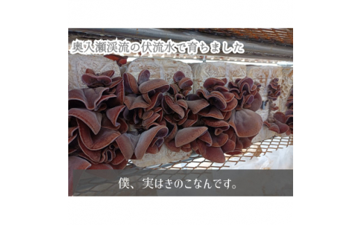 八甲田の恵　青森の本きくらげ　＜生＞300g×2パック、＜乾燥＞15g×2パック入セット【1326792】