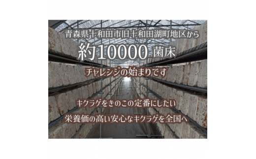 八甲田の恵　青森の本きくらげ　＜生＞300g×2パック、＜乾燥＞15g×2パック入セット【1326792】