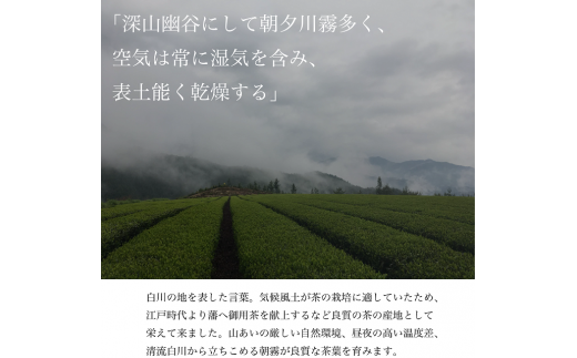 茶蔵園厳選 茶師のおすすめセット 3袋入 お茶 日本茶 緑茶 煎茶 春摘み一番茶 一番茶 高級 特上 最高評価 飲み比べ 12000円