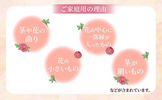 ご家庭用 ラナンキュラス「桃色系てまり」切花 切花50本(長さ25～50cm)【2025-1月中旬～2025-4月上旬配送】