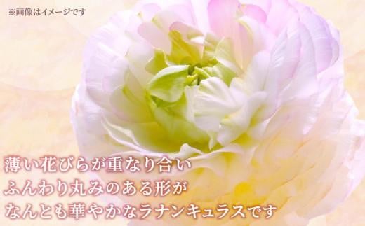 ご家庭用 ラナンキュラス「桃色系てまり」切花 切花50本(長さ25～50cm)【2025-1月中旬～2025-4月上旬配送】