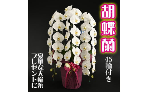 胡蝶蘭(大輪系・45輪付き)【豪華な大輪系】