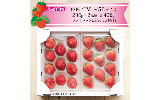 いちご 2種 400g (200g×2) 1〜5月お届け 苺 果物 くだもの フルーツ おやつ ストロベリー strawberry 岩手県 大船渡市