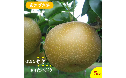 鳥取県産梨「あきづき梨」5kg　先行受付