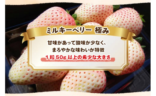 [数量限定] 完熟朝摘みミルキーベリー 極み 18粒《1月初旬～2月初旬に順次発送》｜いちご イチゴ 苺 フルーツ ミルキーベリー 果物 産地直送 栃木県産 [0574]