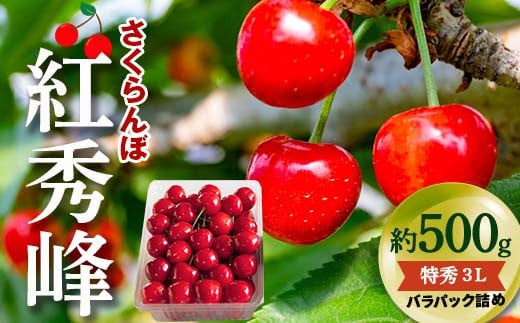 【令和7年産先行予約】 さくらんぼ 「紅秀峰」 約500g (特秀 3L) バラパック詰め 《令和7年6月下旬～発送》 『松田観光果樹園』 サクランボ 果物 フルーツ 産地直送 生産農家直送 山形県 南陽市 [2001]