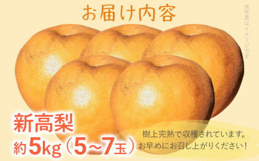 数量限定 新高梨 5～7玉 約5kg 9月中旬～9月下旬に順次出荷予定 農家直送 ジャンボサイズ 樹上完熟 甘い ジューシー フルーツ 果物 果汁 ギフト 福岡県 福岡 九州 グルメ お取り寄せ