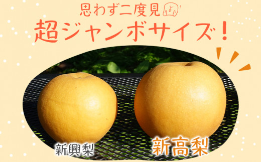 数量限定 新高梨 5～7玉 約5kg 9月中旬～9月下旬に順次出荷予定 農家直送 ジャンボサイズ 樹上完熟 甘い ジューシー フルーツ 果物 果汁 ギフト 福岡県 福岡 九州 グルメ お取り寄せ