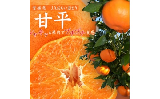 ＜先行受付＞甘平(かんぺい)化粧箱　4L～2Lサイズ　8～12玉　愛媛県JAおちいまばり【1439146】