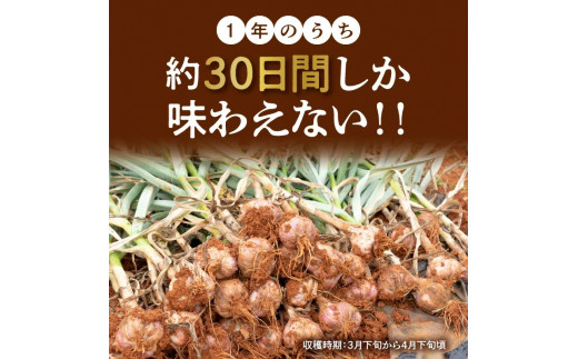 【2025年先行予約】農家厳選！南国の赤土で育んだ 沖永良部島産 生にんにく 2L玉 1kg【3月下旬～4月下旬】　W041-001u