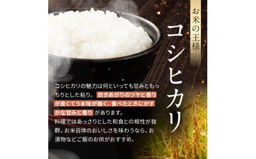 定期 6回 信州米 こしひかり 白米 10kg 長野県産 | 米 コシヒカリ 白米 精米 お米 信州米 定期 小計 10 kg 合計 60kg  特産品 千曲市 長野県 信州