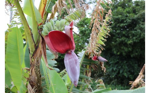 芭蕉紙紅型染「沖縄の花」シリーズ〈つわぶき〉37ｃｍ額