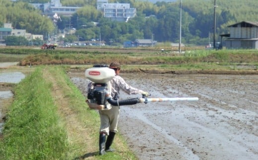 ＜令和6年10月中旬以降発送＞ひのひかり(奈良県天理産)精米10㎏＜令和6年産＞(一等米)【1085319】