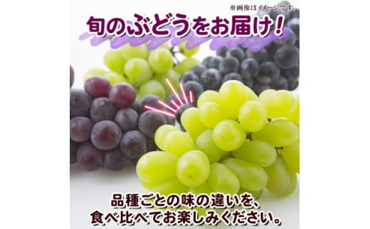 訳あり ぶどう 房 2種以上 食べ比べセット 2パック(計800g以上) 中野市 信州丸幸農園【1525235】