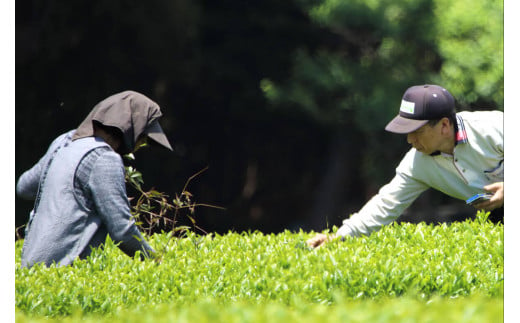 【ご家庭用】武井製茶工場　袖ケ浦産日本茶　抹茶入り玄米茶＆ほうじ茶セット