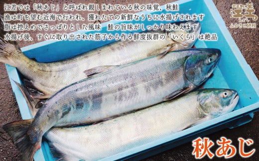 【漁獲次第で受付再開予定】《早期予約 10月下旬より順次出荷予定》船上活〆・神経〆北海道江差産 天然秋鮭の新鮮塩鮭切り身 9切れ　個包装　国産　手作り　秋あじ　鮭　さけ　サーモン　新物