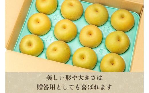 【2024年先行予約】「天果糖逸（てんかとういつ）」新潟県産和梨 新興 約5kg（6～8玉）《10月下旬～配送予定》 しんこう 果物 フルーツ 冬の味覚 産地直送 加茂市 えちご中越農業協同組合