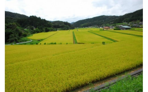 黄金色に染まる田んぼ