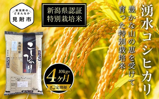 米 定期便 （10kg×4か月） 合計40kg 新潟県産 コシヒカリ 特別栽培米 令和6年産 「湧水コシヒカリ」 精米したてをお届け 新潟のど真ん中見附市 こしひかり 県認証米