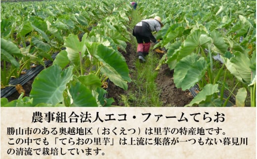 【先行予約】勝山市てらお産 かつやま里芋 5kg×1箱（サイズM～LL混合） ※2024年11月中旬より順次発送 [A-041003]