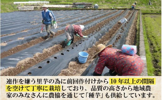 【先行予約】勝山市てらお産 かつやま里芋 5kg×1箱（サイズM～LL混合） ※2024年11月中旬より順次発送 [A-041003]