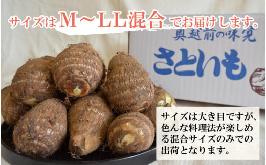 【先行予約】勝山市てらお産 かつやま里芋 5kg×1箱（サイズM～LL混合） ※2024年11月中旬より順次発送 [A-041003]