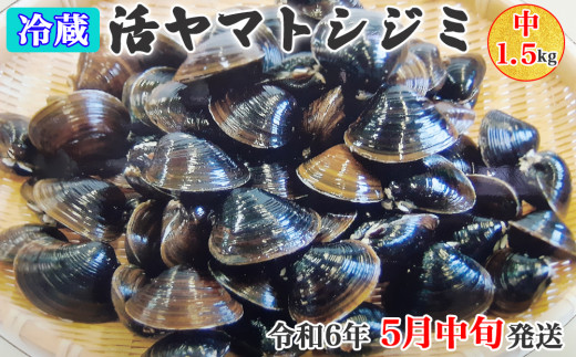 [令和6年5月中旬発送] 青森県十三湖産【冷蔵】活ヤマトシジミ 中 1.5kg｜十三湖産 青森 津軽 つがる しじみ みそ汁 味噌汁 しじみ汁 [0559]