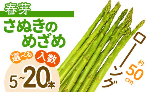 ＜先行予約！2025年2月下旬以降順次発送予定＞＜選べる本数＞春芽！ロング！約50cm！ アスパラガス さぬきのめざめ (5本入) ロングアスパラガス  【man097・man098・man099】【Aglio nero】