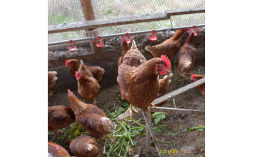 ＜朝採り＞季節の平飼い卵有精卵6個入り×4パック【1487838】