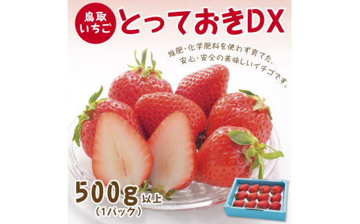 0516 とっておきDX 500ｇ【鳥取いちご】(とみハウス)