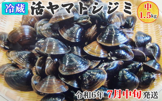 [令和6年7月中旬発送] 青森県十三湖産【冷蔵】活ヤマトシジミ 中 1.5kg｜十三湖産 青森 津軽 つがる しじみ みそ汁 味噌汁 しじみ汁 [0561]