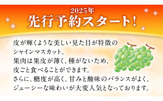 【2025年 先行予約 】シャインマスカット ご自宅用 約 1kg  ( 2房 ～ 3房 ) ( 茨城県共通返礼品 かすみがうら市 ) マスカット 葡萄 ぶどう ブドウ 歯ごたえ 甘み 香り 鈴木農園 [ED005sa]	