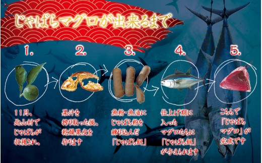 【12月発送】本マグロ トロ＆赤身セット 1kg（養殖） 濃厚な赤身と高級部位トロの鮪好きにはたまらないセット 【串本町×北山村】 高級 クロマグロ まぐろ マグロ 鮪 中トロ 赤身 柵 マグロ中トロ 刺身【nks105A-12】