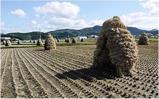 北海道上ノ国町産 令和6年産新米！自然乾燥米「ななつぼし」　5㎏