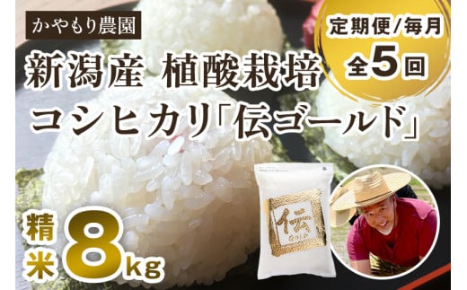 新潟産コシヒカリ「伝ゴールド」白米真空パック 精米 2kg×4袋