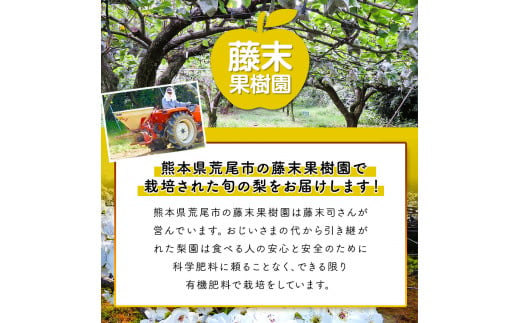 【先行予約】 梨 旬の梨 約 4.5~5kg  藤末果樹園 熊本県荒尾市産 《7月中旬-10月中旬頃出荷》フルーツ 果物 荒尾梨 はつまる 幸水 愛甘水 りんか ほしあかり 豊水 秋麗 かおり あきづき 新高 甘太から旬の品種を厳選してお届け 品種はえらべません