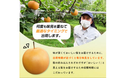 【先行予約】 梨 旬の梨 約 4.5~5kg  藤末果樹園 熊本県荒尾市産 《7月中旬-10月中旬頃出荷》フルーツ 果物 荒尾梨 はつまる 幸水 愛甘水 りんか ほしあかり 豊水 秋麗 かおり あきづき 新高 甘太から旬の品種を厳選してお届け 品種はえらべません