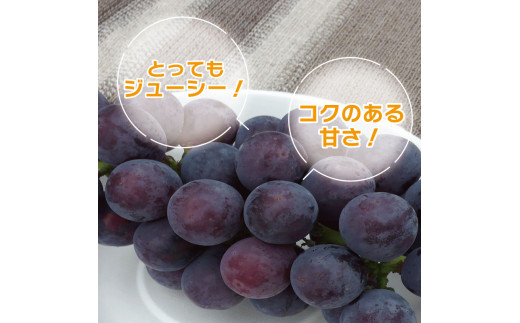 【 先行予約 】 ピオーネ 2kg 《 2024年 8月 下旬 ～ 順次発送 》フルーツ ぶどう 葡萄 期間限定 旬 産地直送 農家直送 産直 贈答 家庭用 ギフト 中内農園 ぶどう 直売所 徳島県 阿波市 