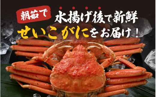 【先行予約】天然 せいこがに × 5杯 茹でたその日に発送！ 【2024年11月中旬以降順次発送予定】 [m17-x007_11]