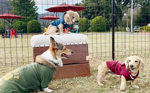 マメノキドッグパーク　ドッグラン 1時間貸切利用券（犬1匹＋人1人）