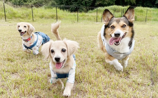 マメノキドッグパーク　ドッグラン 1時間貸切利用券（犬1匹＋人1人）