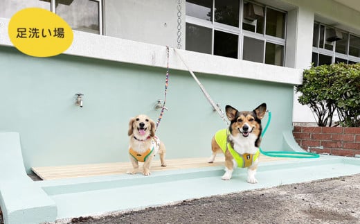 マメノキドッグパーク　ドッグラン 1時間貸切利用券（犬1匹＋人1人）